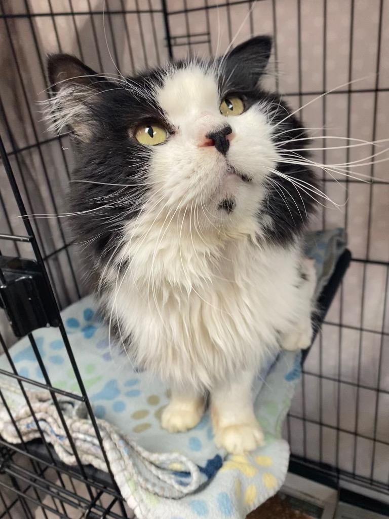 Enlarge Kilkenny, a Adoptable mixed breed in Cincinnati, OH image 5/6