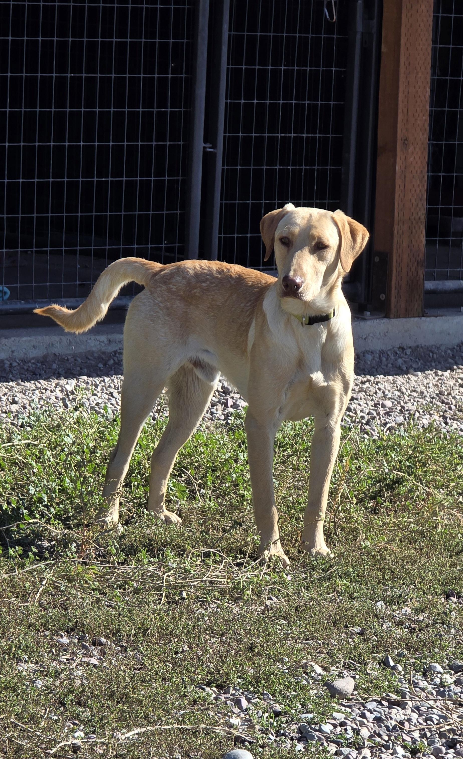 Courage, an adoptable Labrador Retriever in Polson, MT, 59860 | Photo Image 1