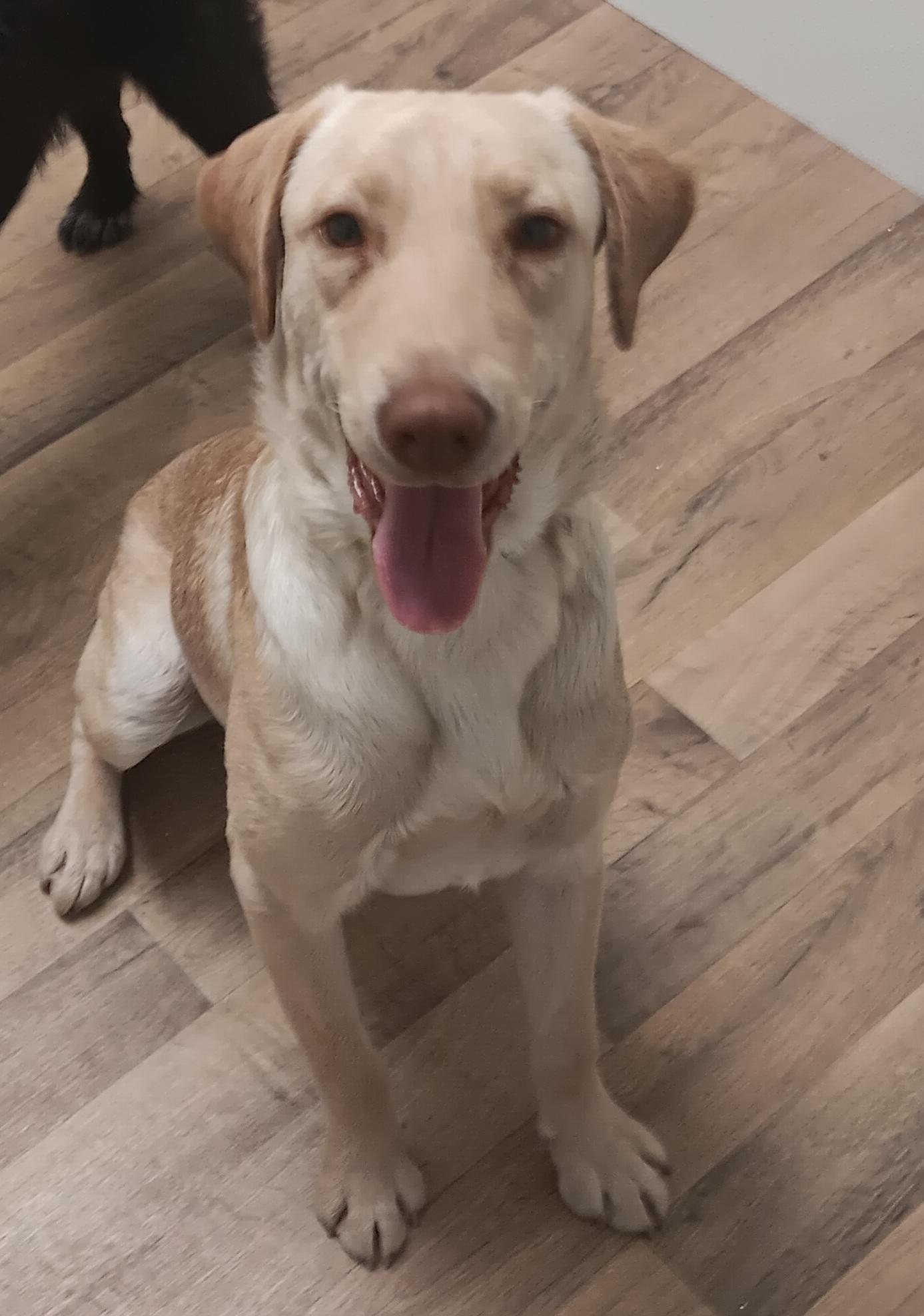 Courage, an adoptable Labrador Retriever in Polson, MT, 59860 | Photo Image 3