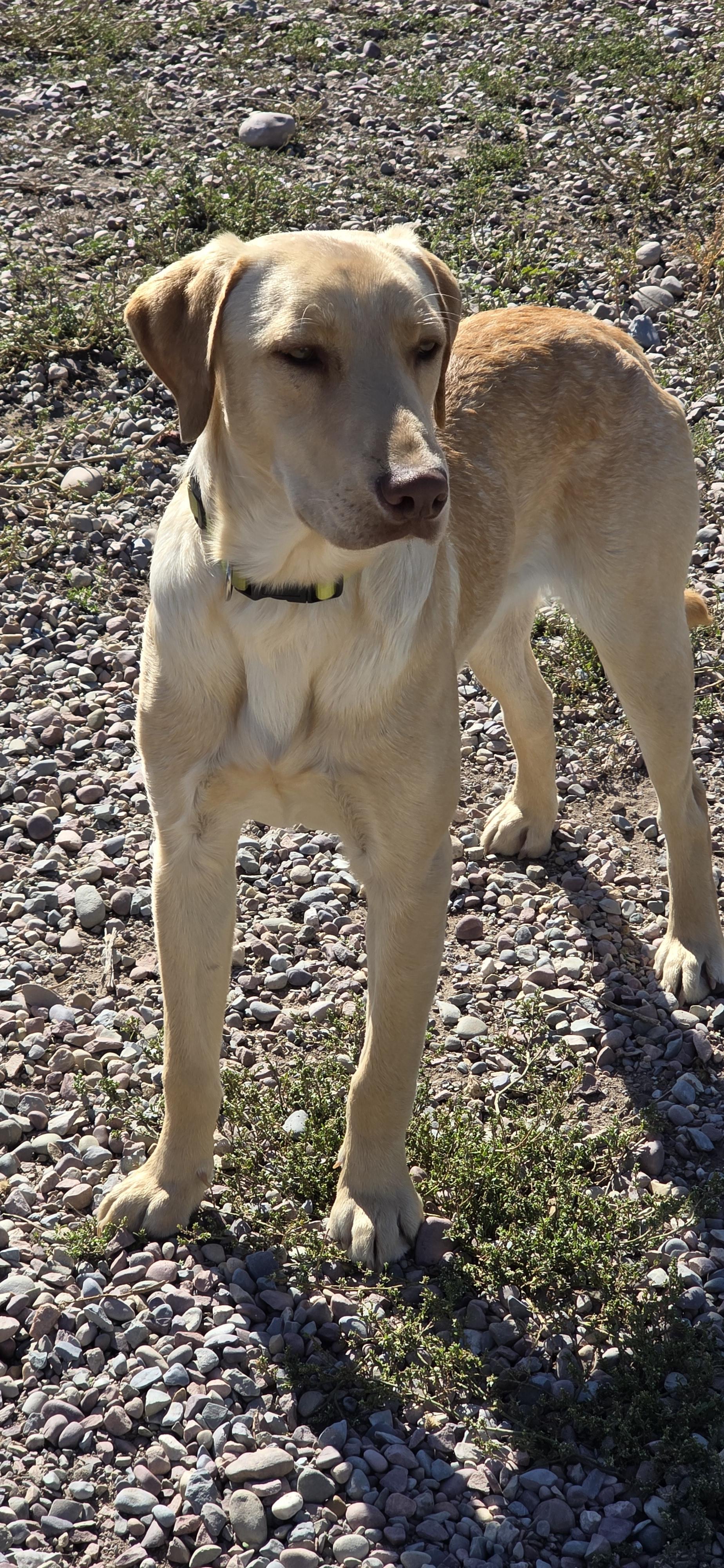 Courage, an adoptable Labrador Retriever in Polson, MT, 59860 | Photo Image 2