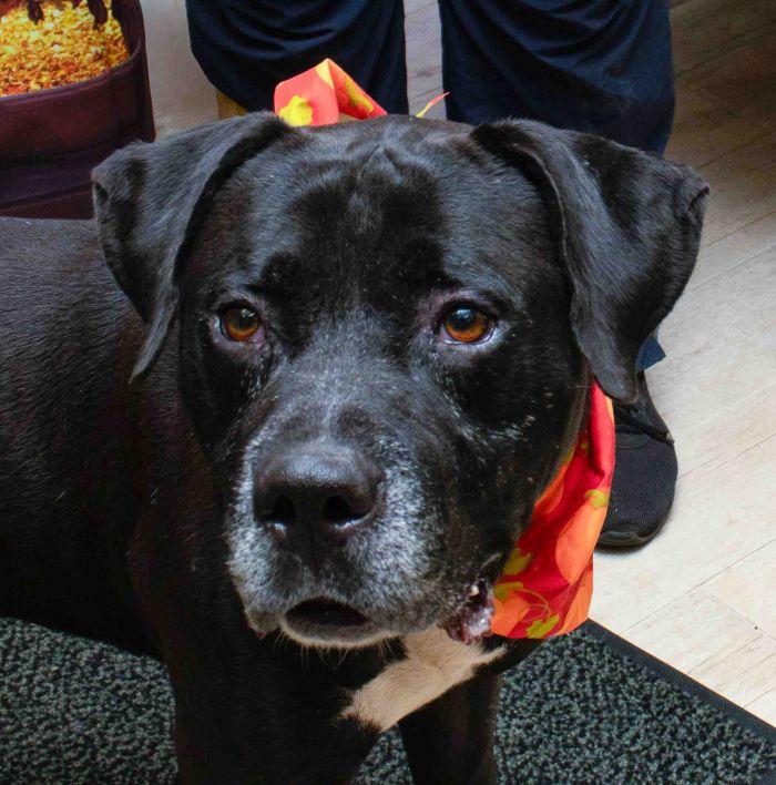 Enlarge Blaster, a Adoptable mixed breed in Sanford, FL image 1/2