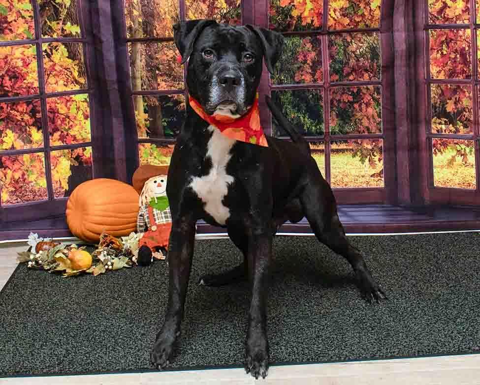 Enlarge Blaster, a Adoptable mixed breed in Sanford, FL image 2/2