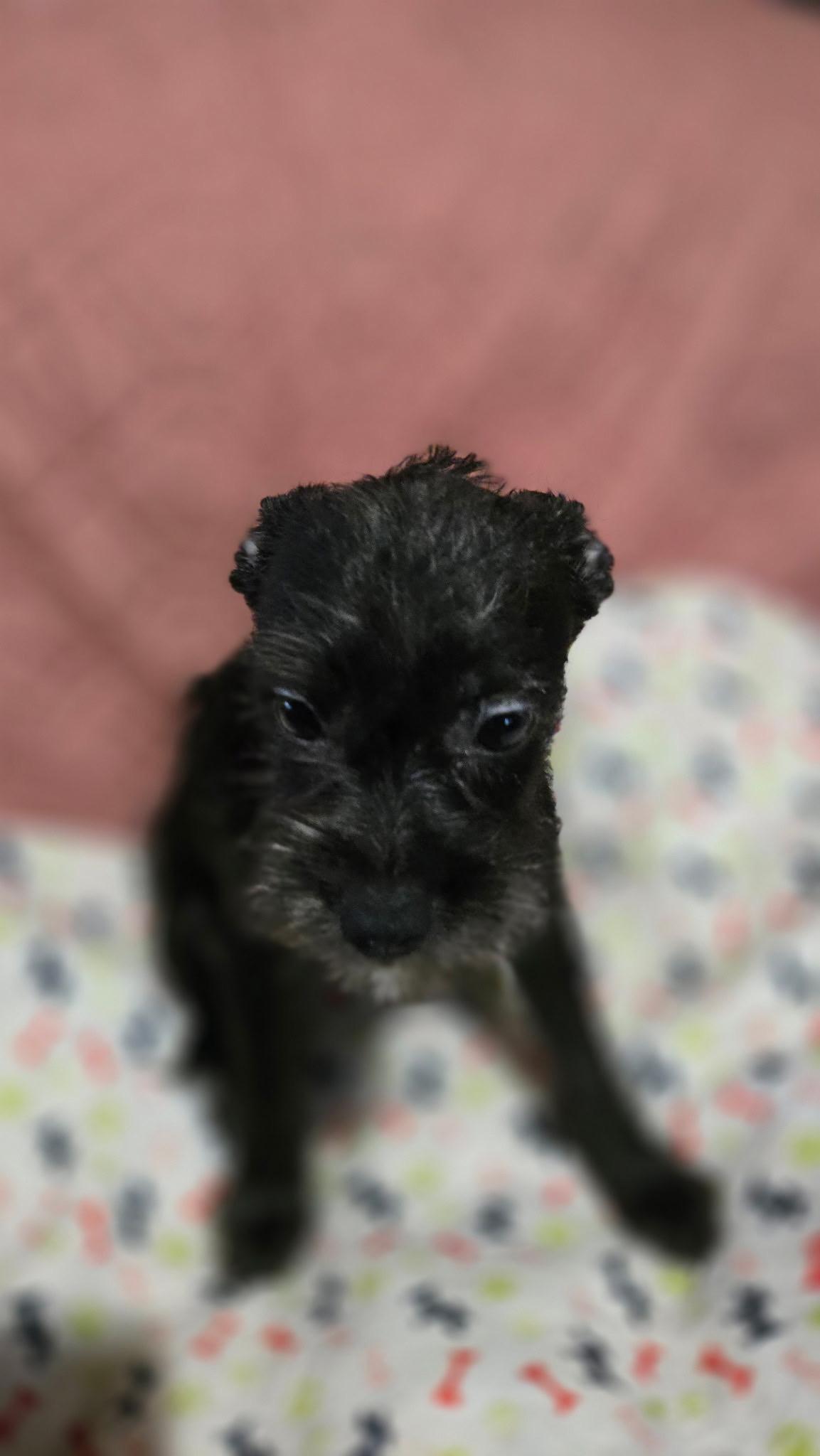 Enlarge Porsche, a Adoptable mixed breed in Brookeville, MD image 3/6