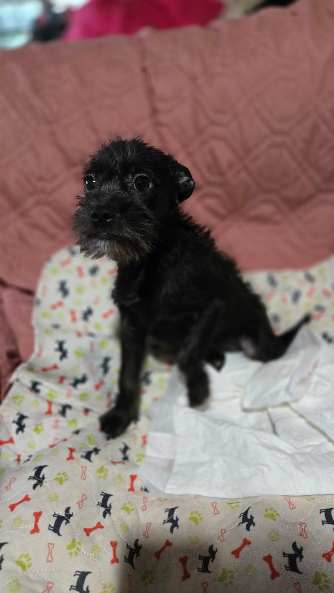 Enlarge Porsche, a Adoptable mixed breed in Brookeville, MD image 2/6