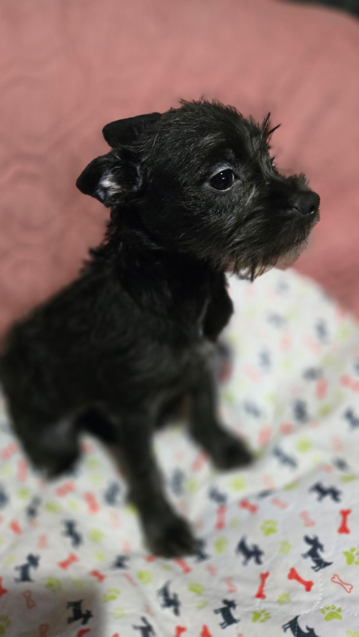 Enlarge Porsche, a Adoptable mixed breed in Brookeville, MD image 4/6
