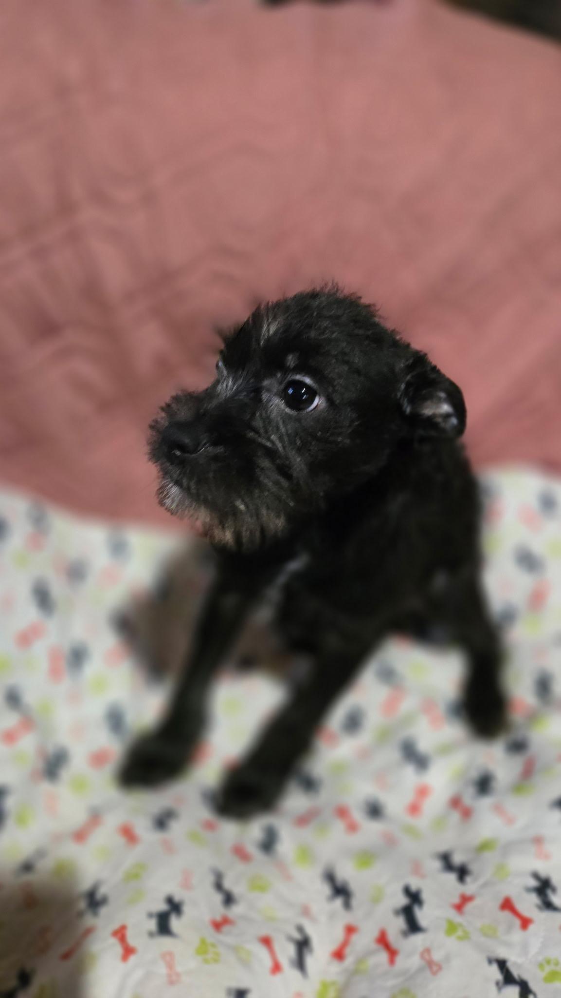 Enlarge Porsche, a Adoptable mixed breed in Brookeville, MD image 6/6