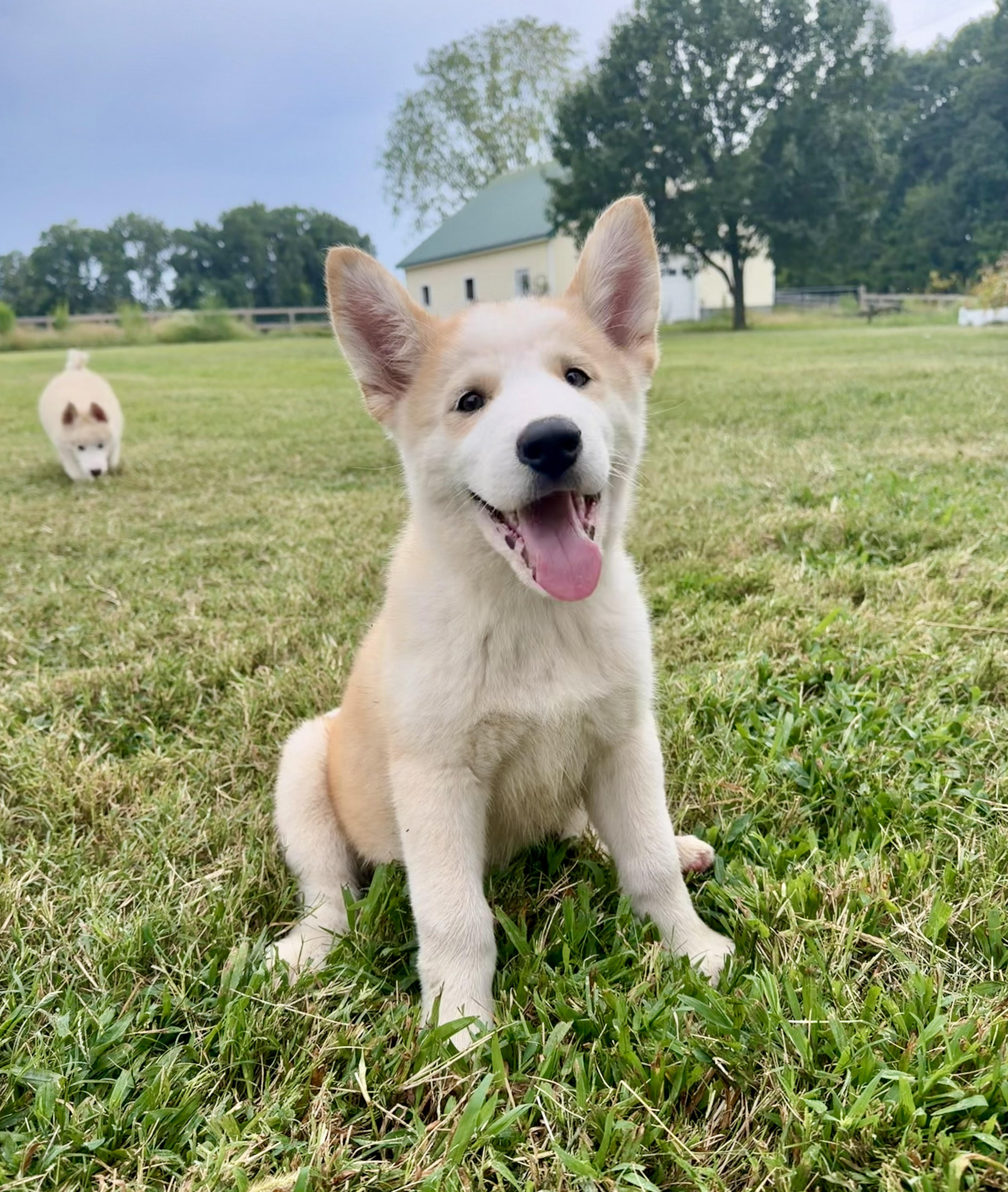 Goofy, Adoptable, Puppy Male Alaskan Malamute.