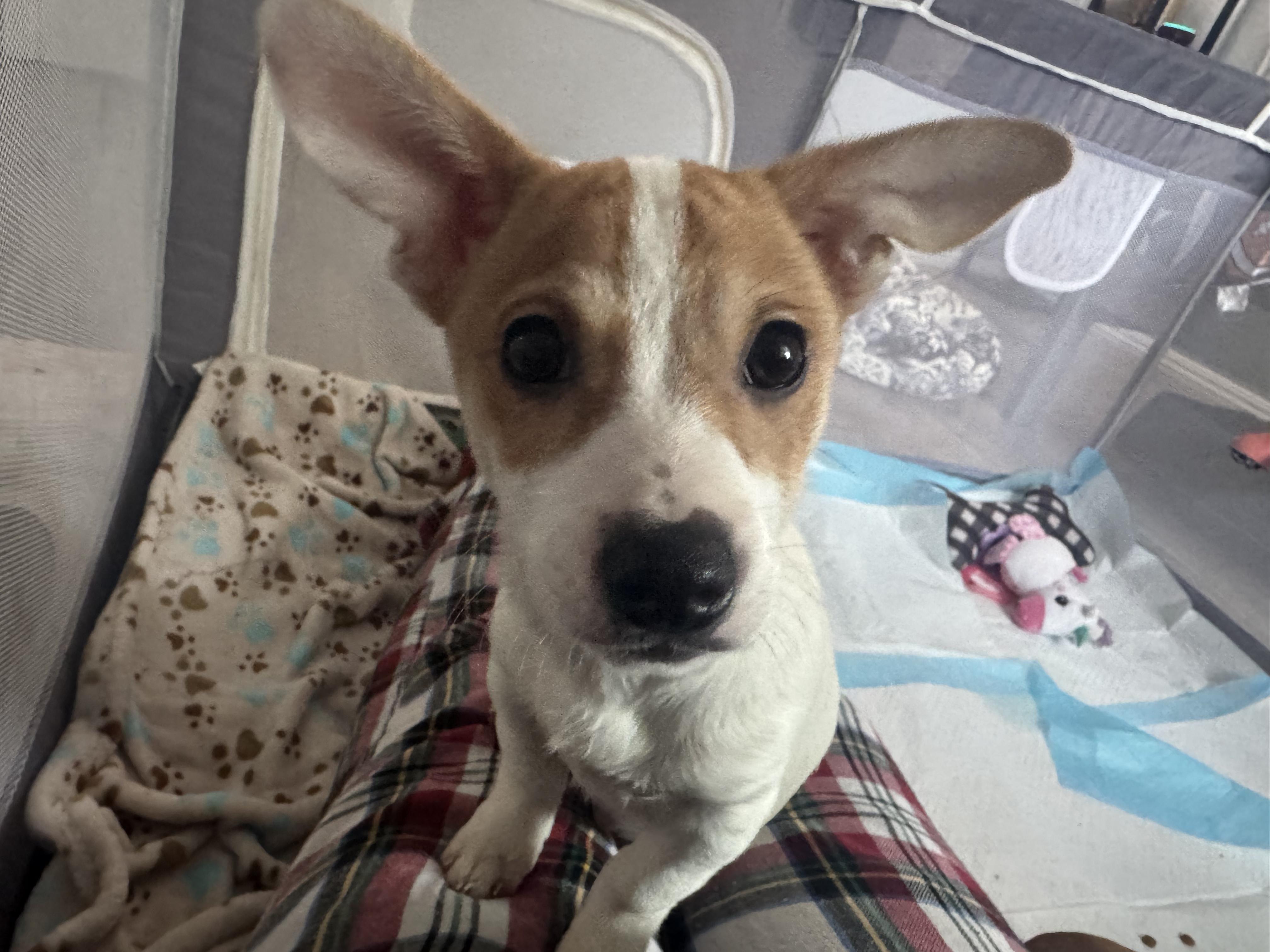 Enlarge Archie, a ADOPTABLE mixed breed in Penryn, CA image 2/3