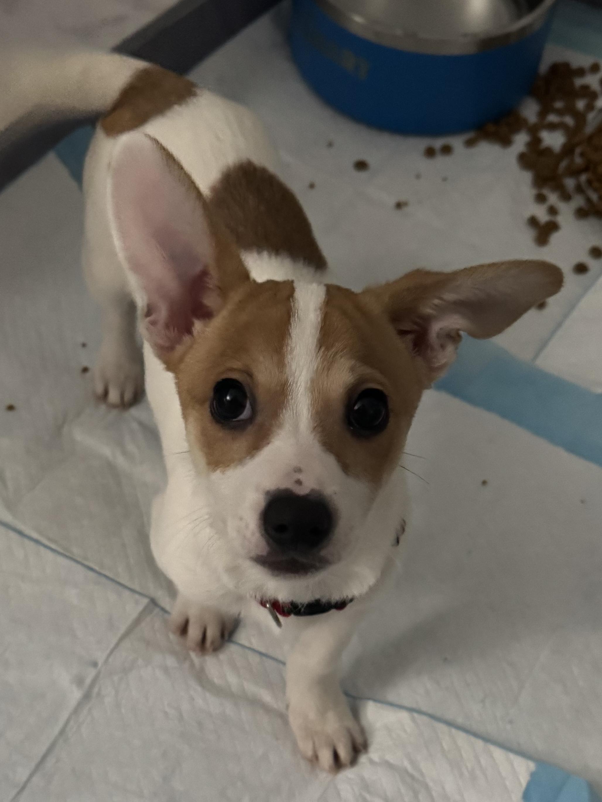 Archie, ADOPTABLE, Puppy Male Chihuahua.