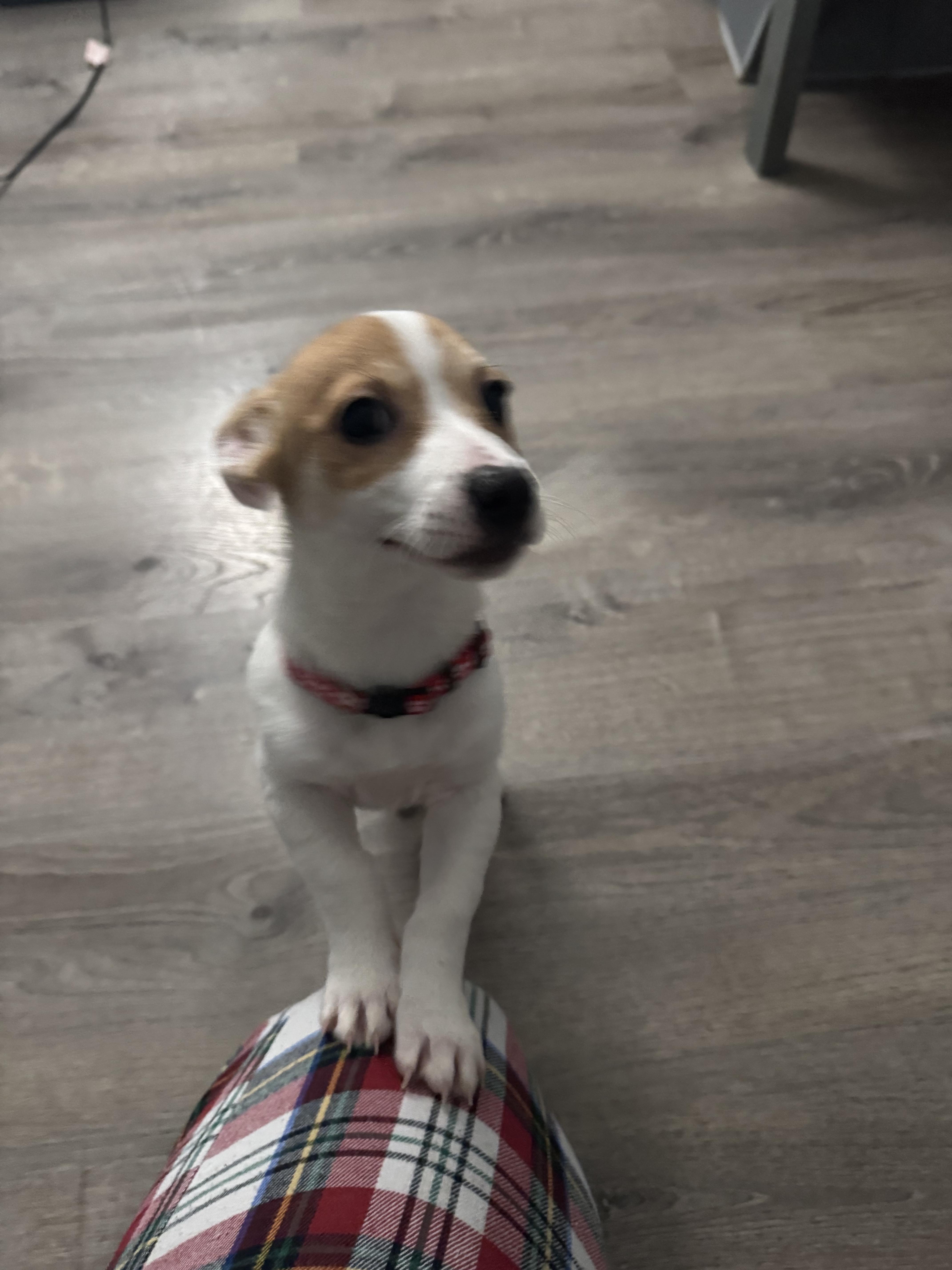 Enlarge Archie, a ADOPTABLE mixed breed in Penryn, CA image 3/3