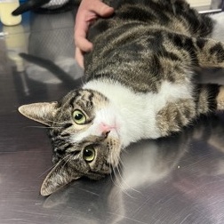 Alana, an adoptable Domestic Short Hair in Springfield, MO, 65803 | Photo Image 6