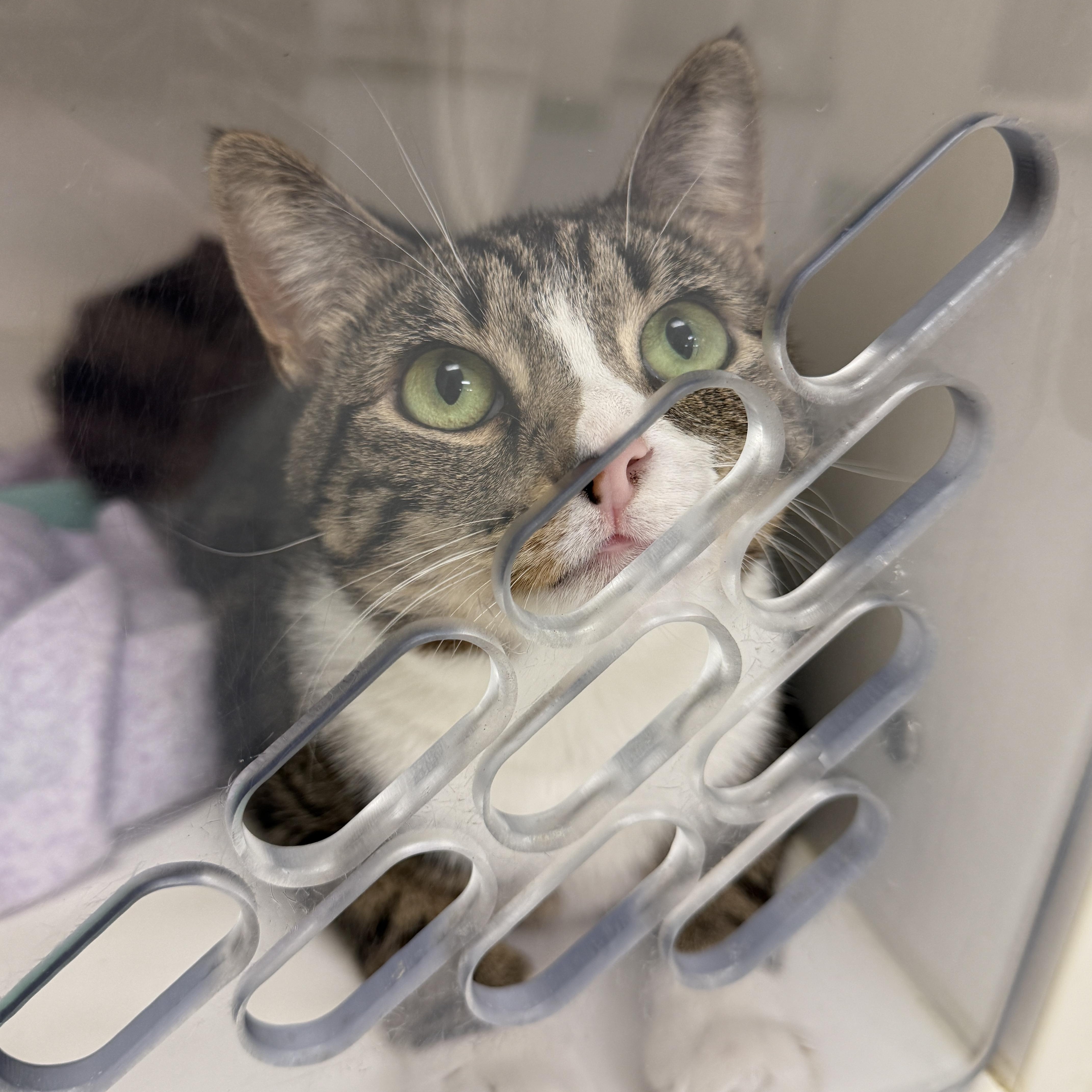 Alana, an adoptable Domestic Short Hair in Springfield, MO, 65803 | Photo Image 4
