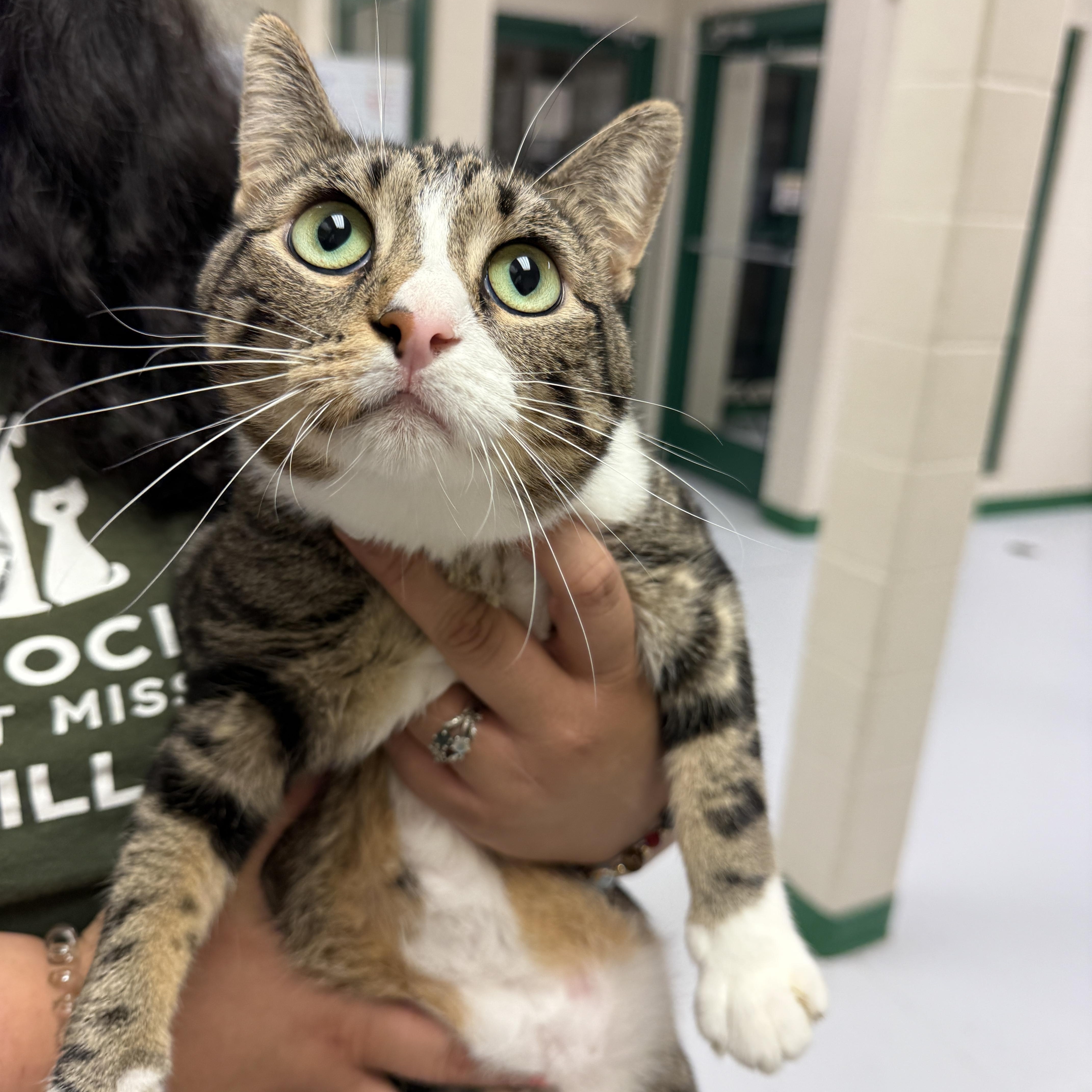Alana, an adoptable Domestic Short Hair in Springfield, MO, 65803 | Photo Image 2
