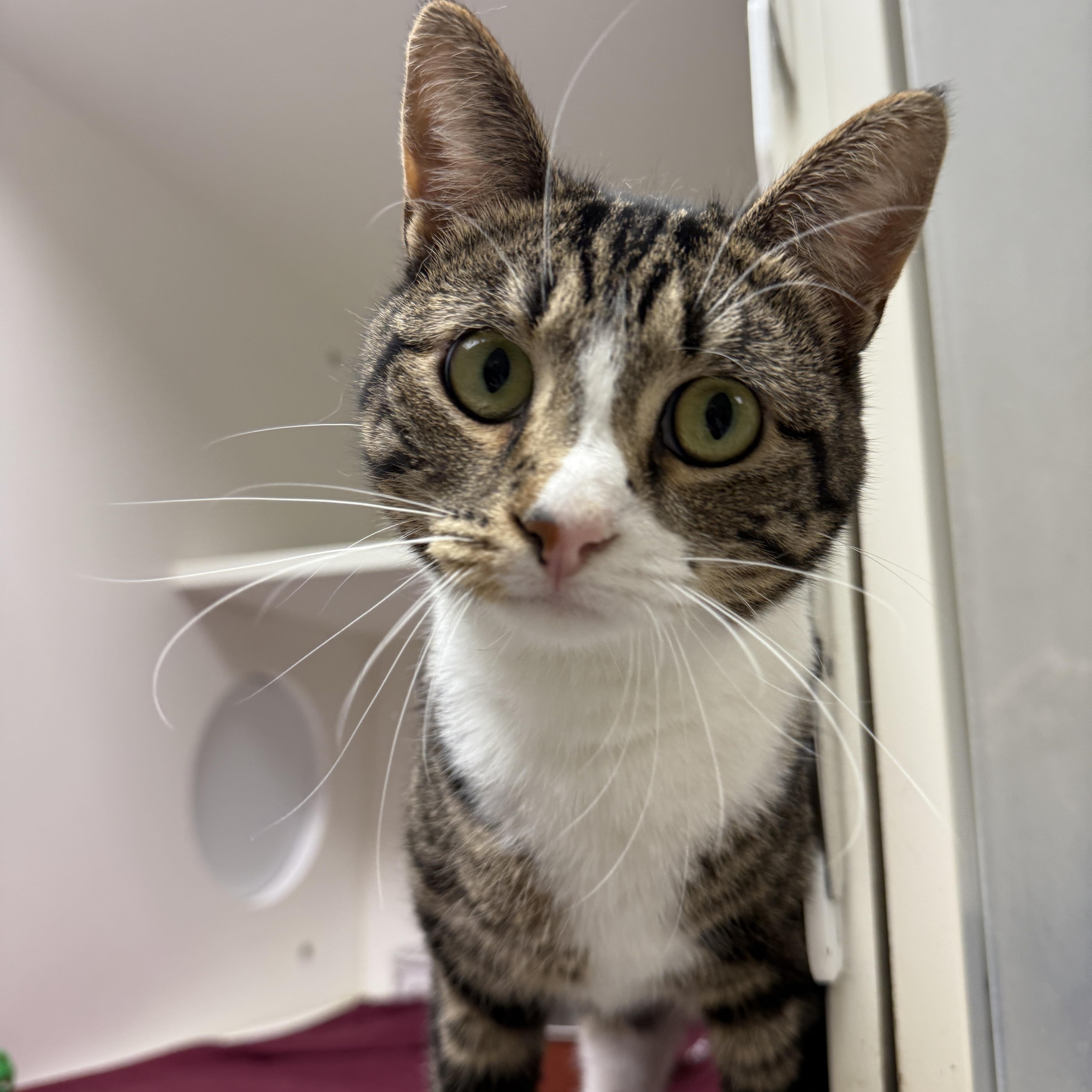 Alana, an adoptable Domestic Short Hair in Springfield, MO, 65803 | Photo Image 3