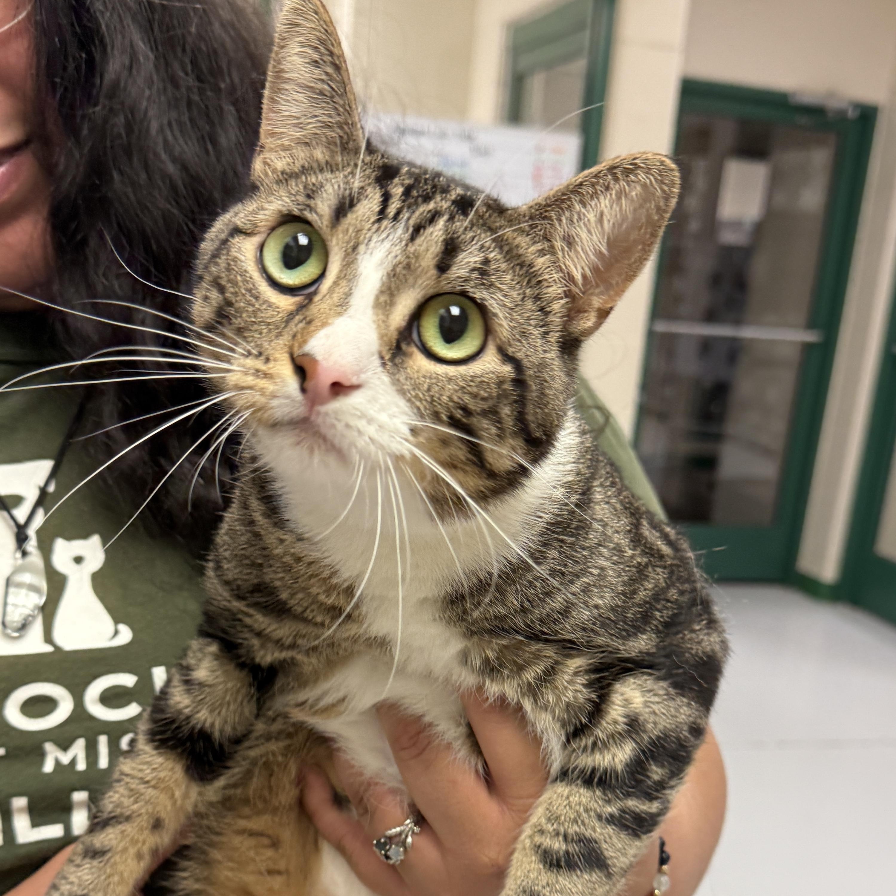 Alana, an adoptable Domestic Short Hair in Springfield, MO, 65803 | Photo Image 1