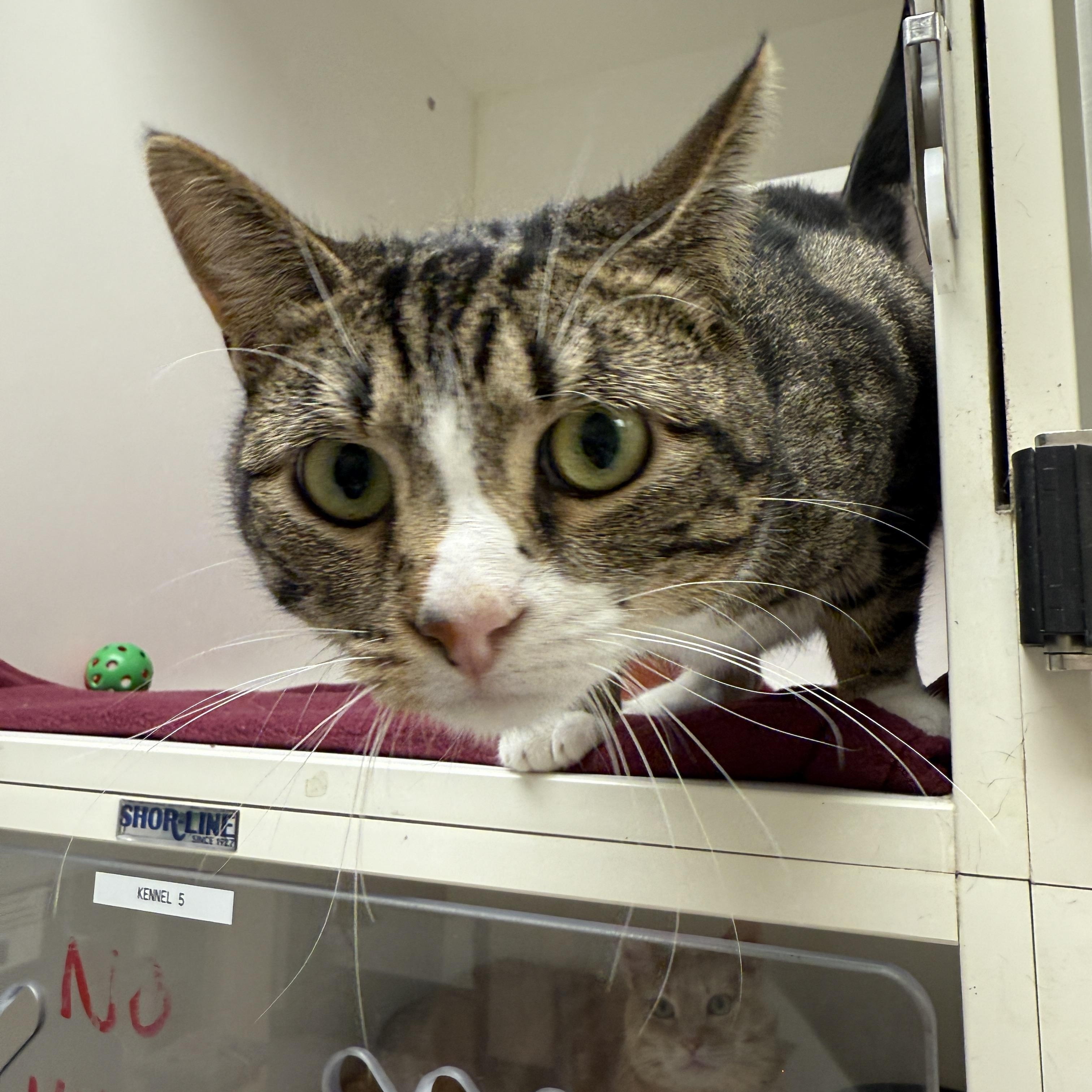 Alana, an adoptable Domestic Short Hair in Springfield, MO, 65803 | Photo Image 5