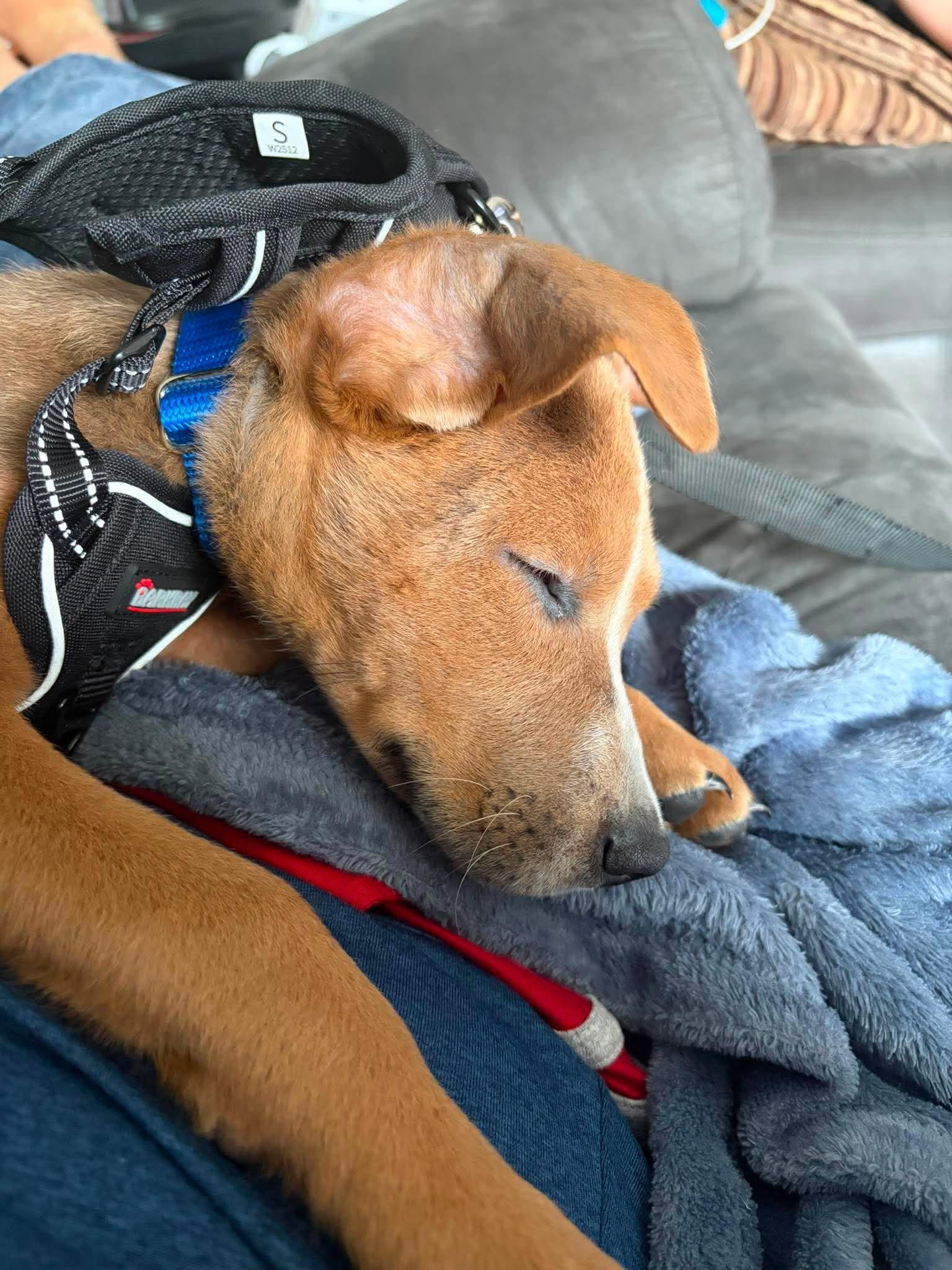 Enlarge Pumpkin, a ADOPTABLE mixed breed in Palos Heights, IL image 3/5