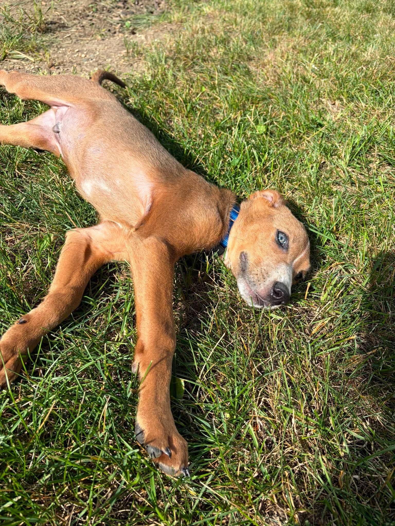 Enlarge Pumpkin, an adopted mixed breed in Palos Heights, IL image 4/6