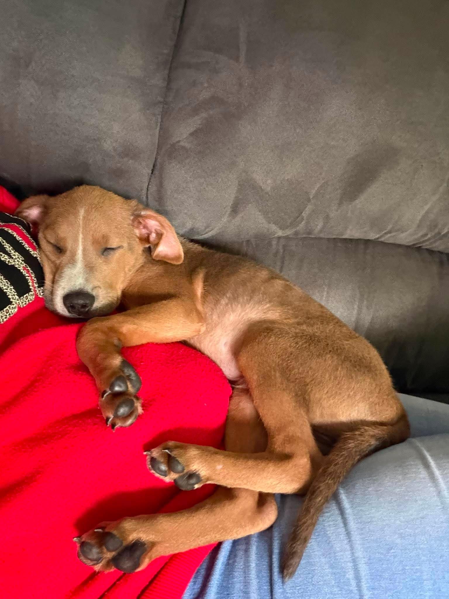 Enlarge Pumpkin, a ADOPTABLE mixed breed in Palos Heights, IL image 4/5