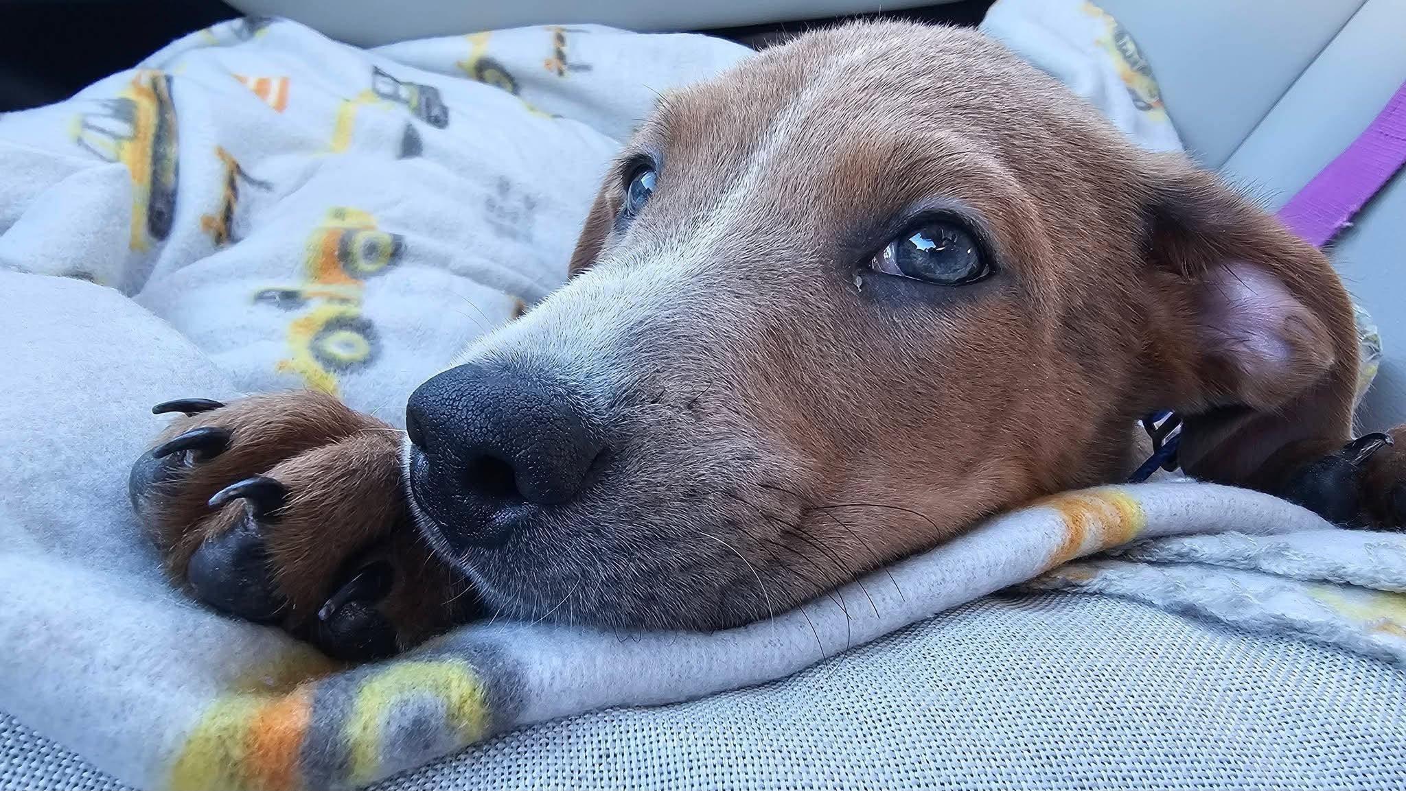 Pumpkin, ADOPTABLE, Puppy Male Hound.