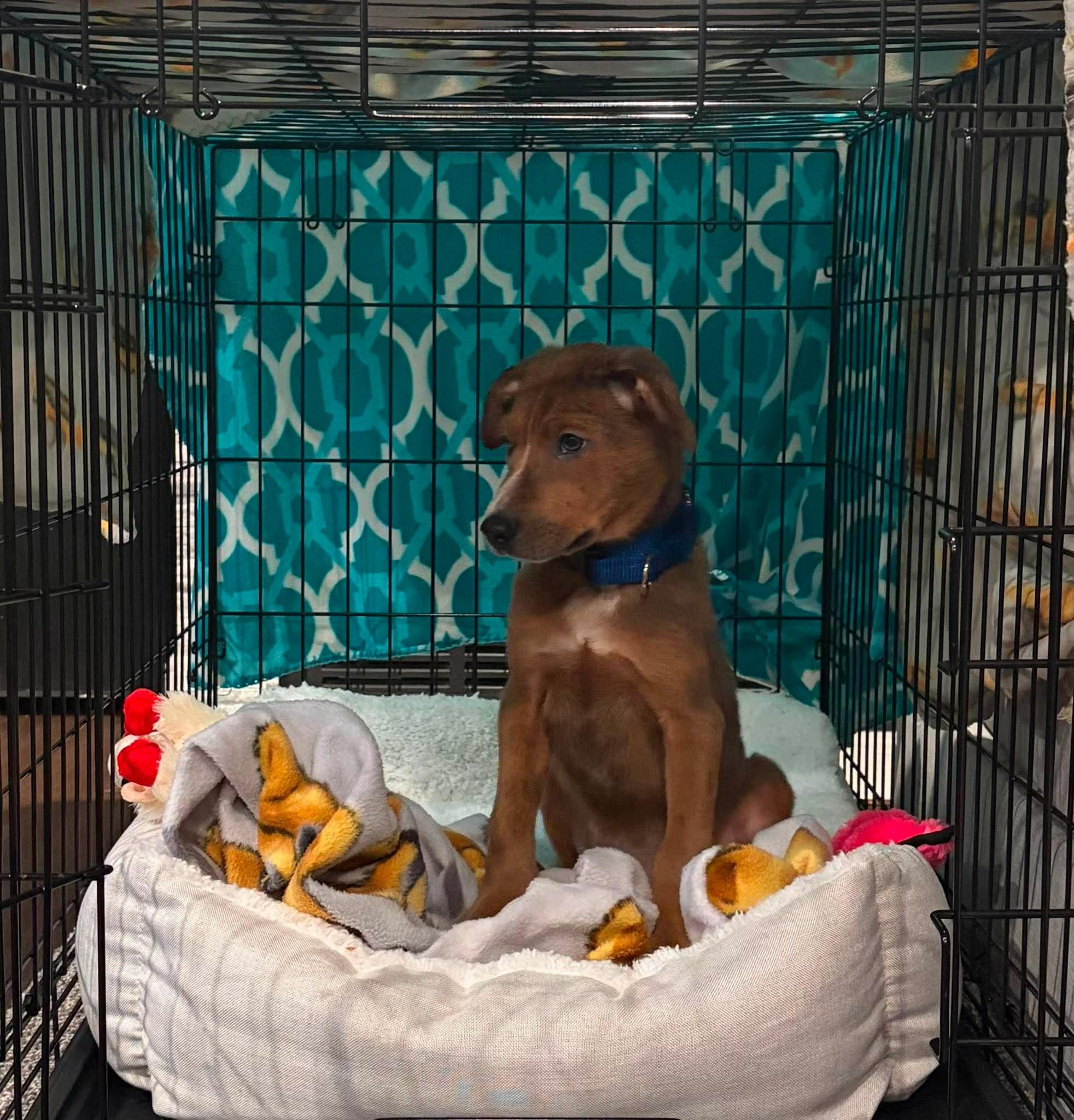 Enlarge Pumpkin, a ADOPTABLE mixed breed in Palos Heights, IL image 2/5