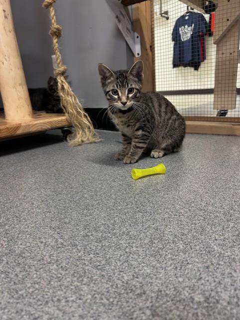 Clay, ADOPTABLE, Kitten Male Domestic Short Hair.