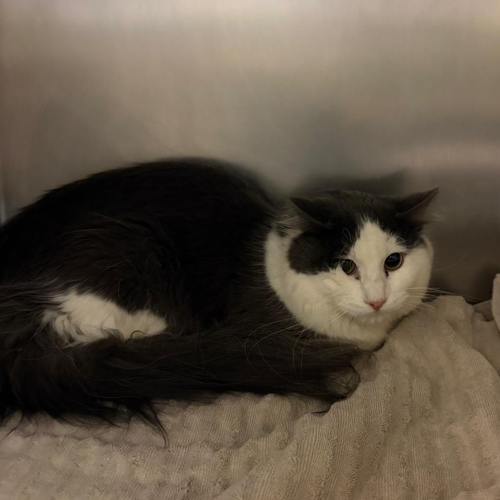 Enlarge George, a Adoptable Domestic Long Hair in Council Bluffs, IA image 1/1