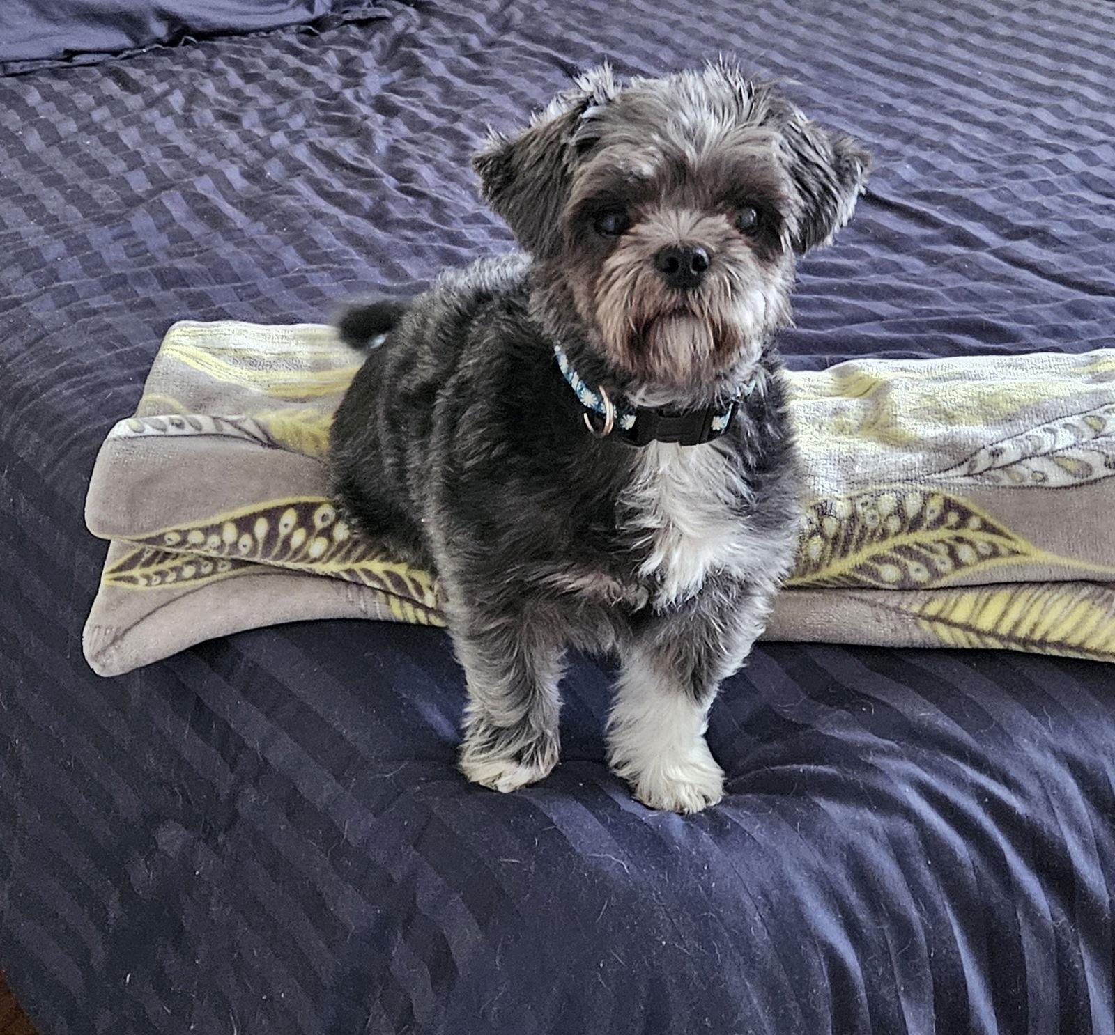 Emma 4803, Adopted, Adult Female Shih Tzu.