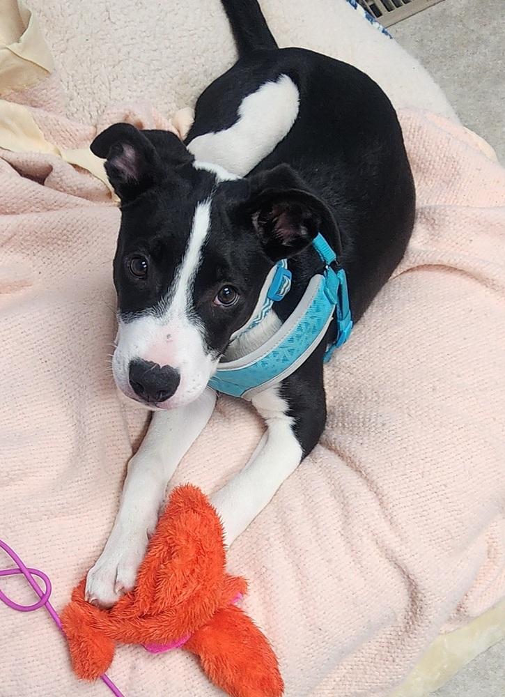 Panini, Adoptable, Puppy Male Greater Swiss Mountain Dog & Labrador Retriever.