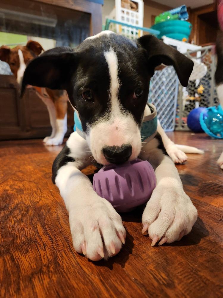 Panini, a Adoptable mixed breed in Anoka, MN image 2/6
