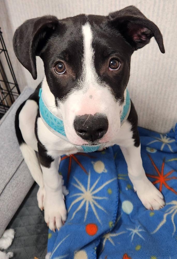 Panini, a Adoptable mixed breed in Anoka, MN image 3/6