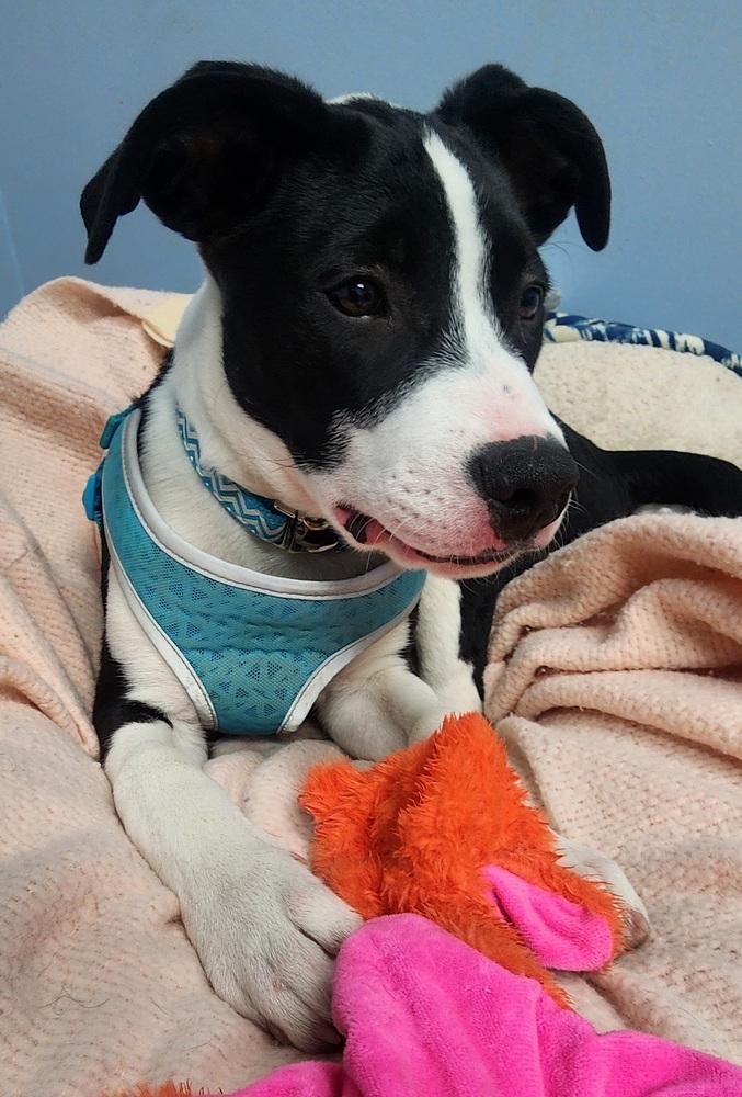 Panini, a Adoptable mixed breed in Anoka, MN image 4/6