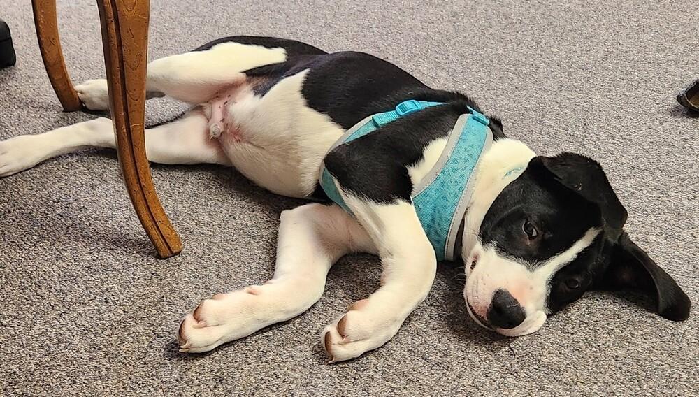 Panini, a Adoptable mixed breed in Anoka, MN image 6/6