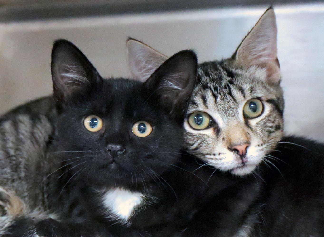 Enlarge Kalahari (AO37074), an adopted Domestic Short Hair in Kansas City, KS image 2/3