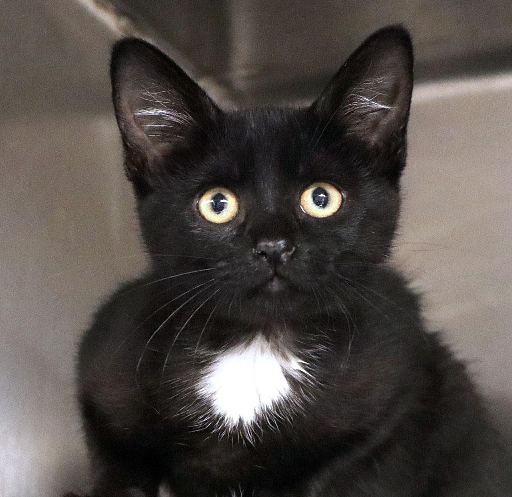 Enlarge Kalahari (AO37074), an adopted Domestic Short Hair in Kansas City, KS image 1/3