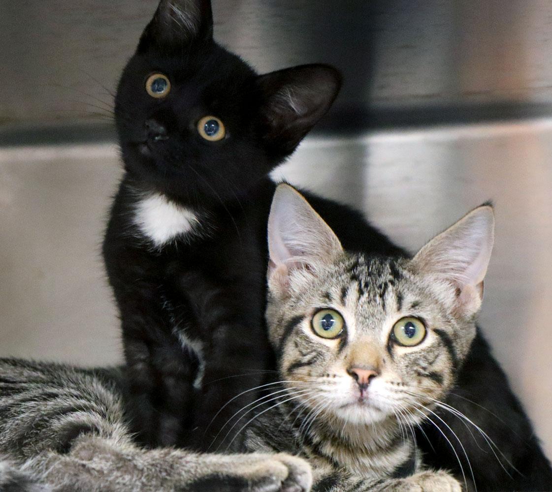 Enlarge Kalahari (AO37074), an adopted Domestic Short Hair in Kansas City, KS image 3/3