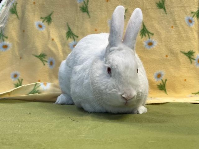 Chief, Adoptable, Adult Male Florida White.