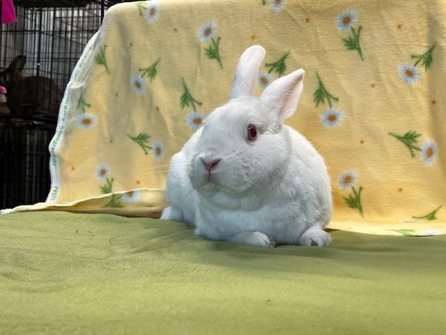 Chief, Adoptable, Adult Male Florida White.