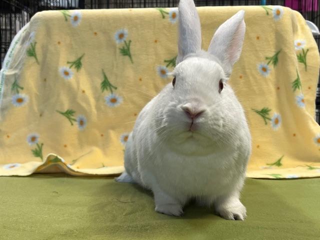 Enlarge Chief, a Adoptable Florida White in Erie, PA image 3/3