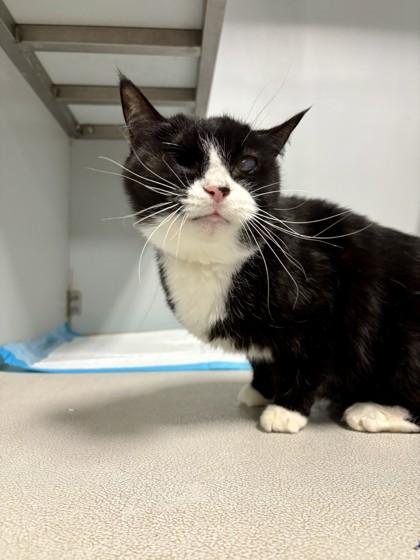 Hefty, Adoptable, Senior Female Domestic Short Hair.