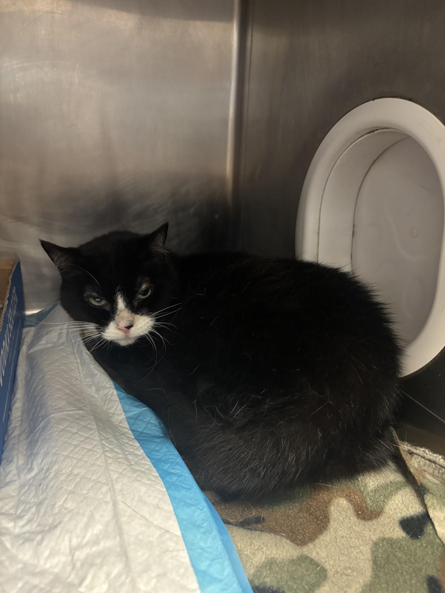 Enlarge Hefty, a Adoptable Domestic Short Hair in Lafayette, IN image 1/1