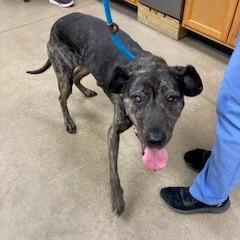 Arrow, a Adoptable Mixed Breed in York, PA image 1/6