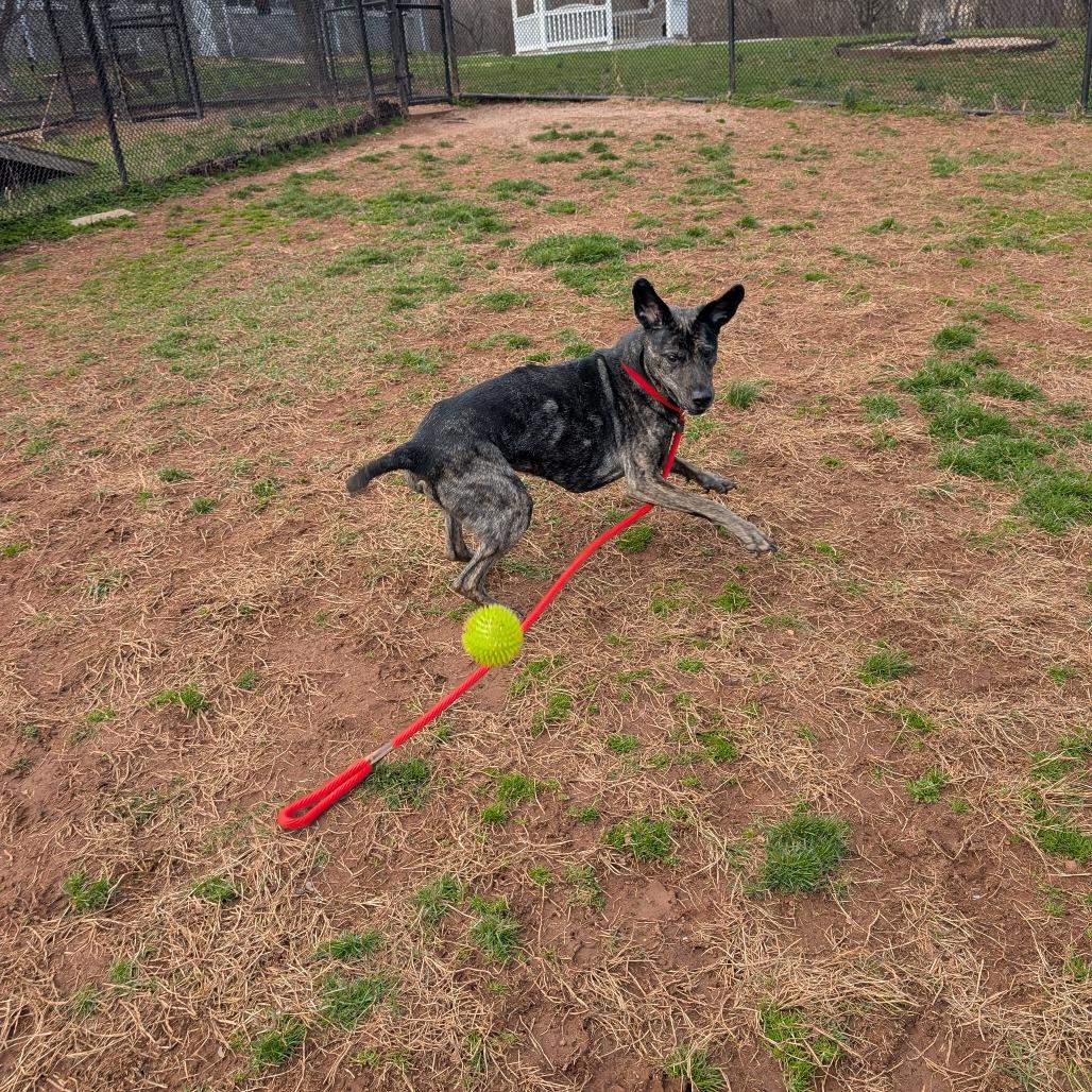 Arrow, a Adoptable Mixed Breed in York, PA image 2/6