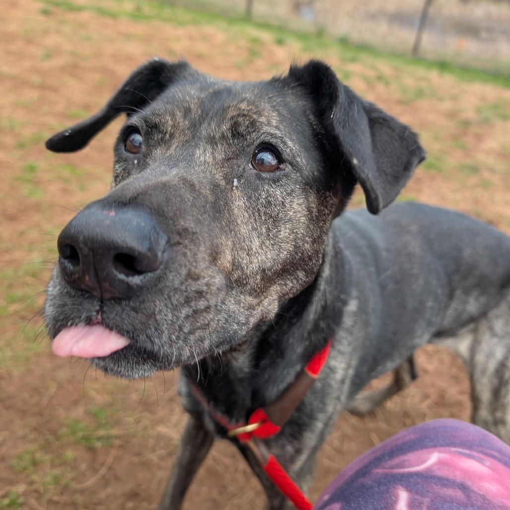 Arrow, a Adoptable Mixed Breed in York, PA image 2/6