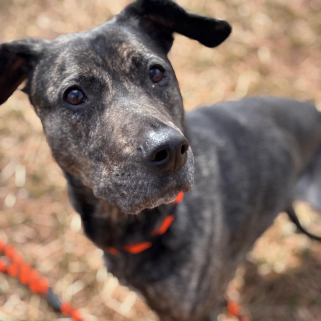 Arrow, a Adoptable Mixed Breed in York, PA image 4/6