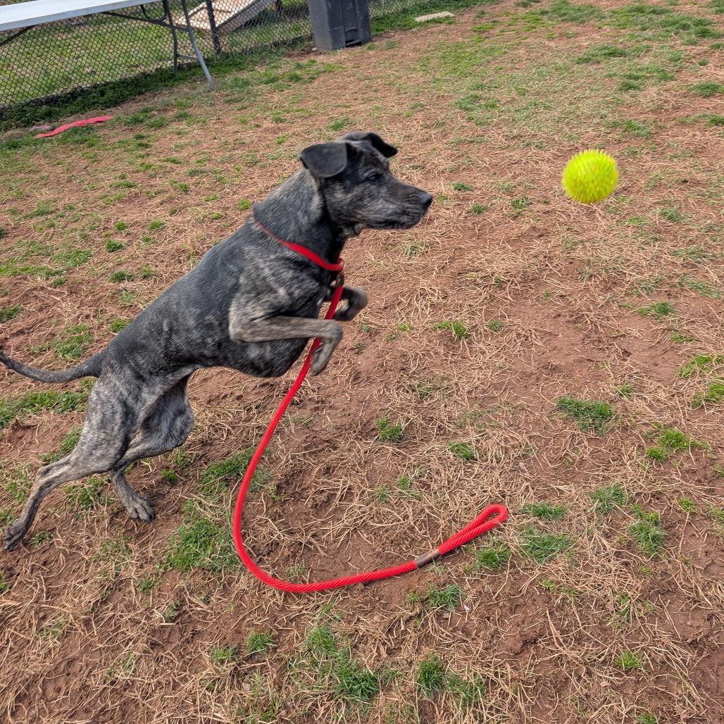 Arrow, a Adoptable Mixed Breed in York, PA image 5/6
