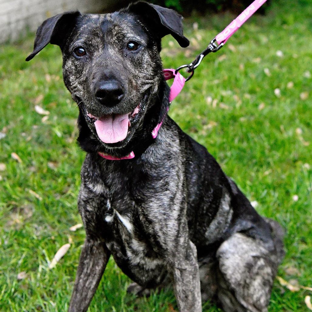 Enlarge Arrow, a Adoptable Mixed Breed in York, PA image 5/6