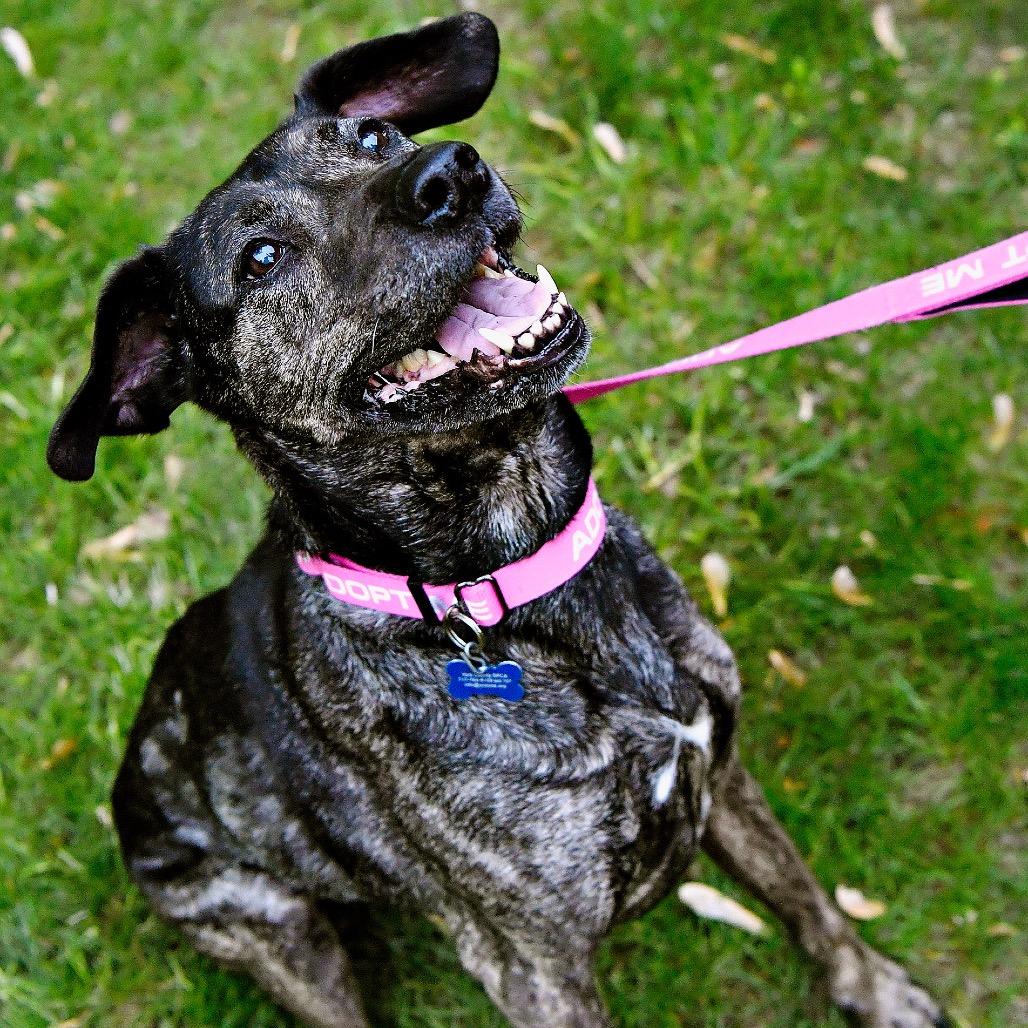 Enlarge Arrow, a Adoptable Mixed Breed in York, PA image 5/6