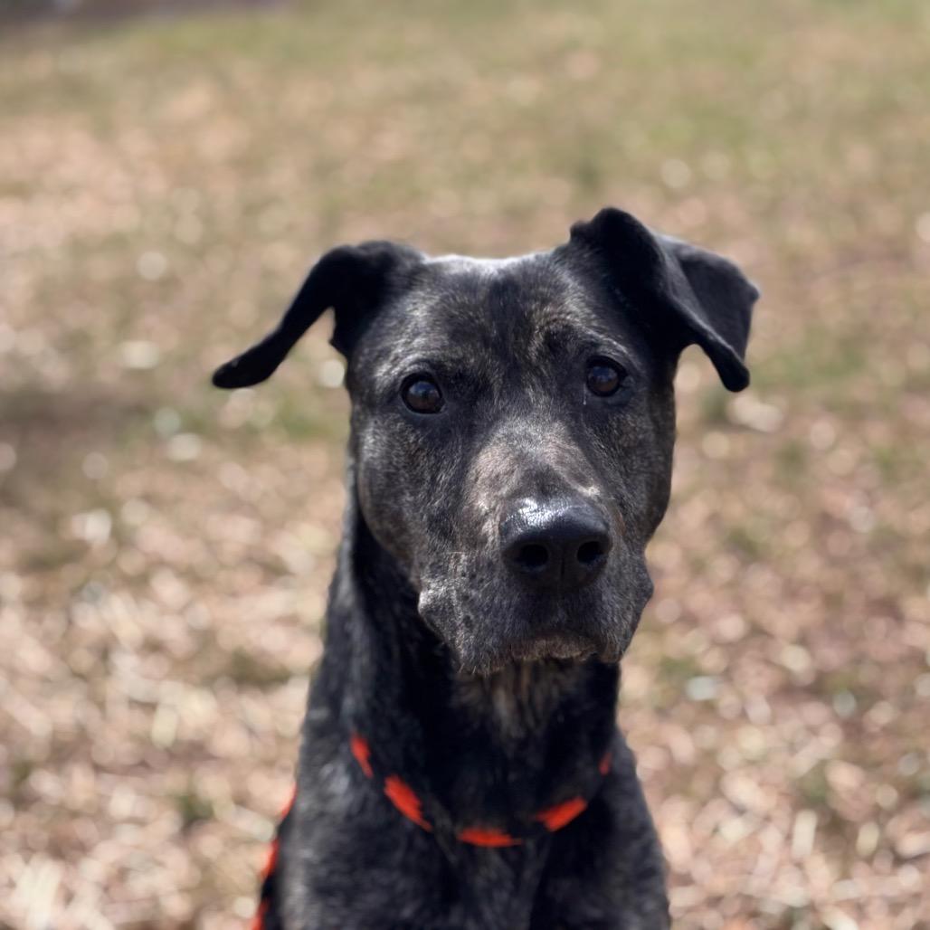 Arrow, a Adoptable Mixed Breed in York, PA image 6/6