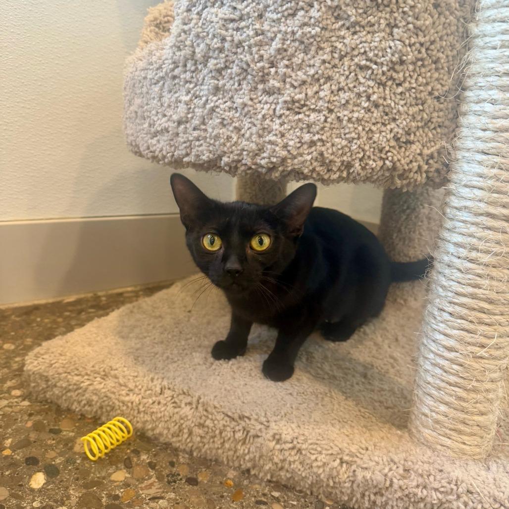 Enlarge Hulu, a Adoptable Domestic Short Hair in Louisville, KY image 1/5